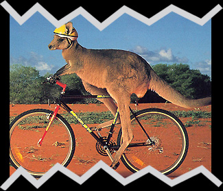 Australia kangeroo